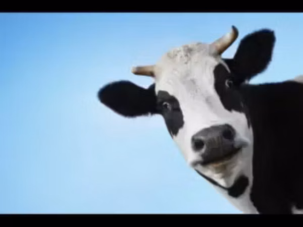 Cow, Russian Black pied cattle — Armenia