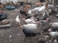 Turkeys — foto 3