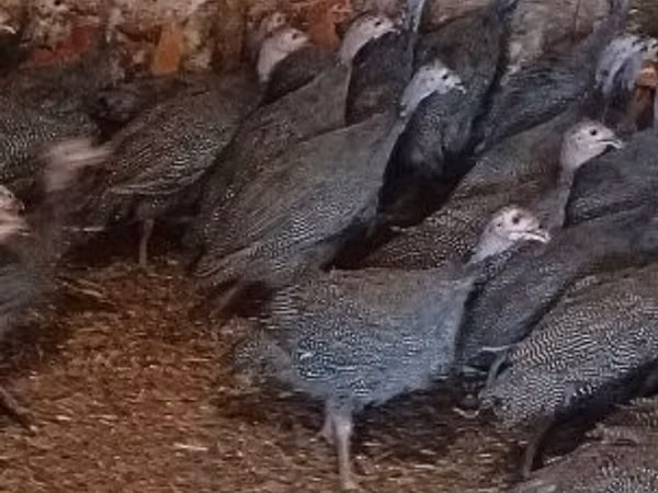 Guinea fowl