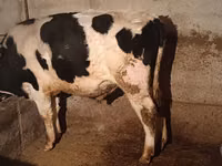 Bull, Holstein breed — photo 3