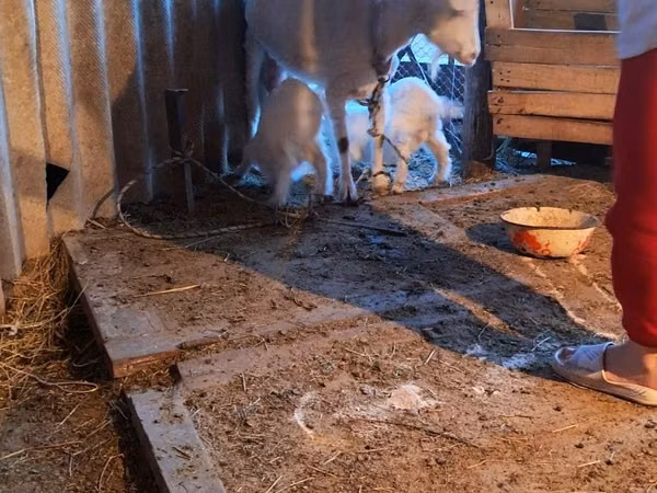 Goat, Goats — Kazakhstan