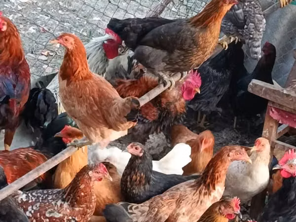 Chickens — Azerbejdżan