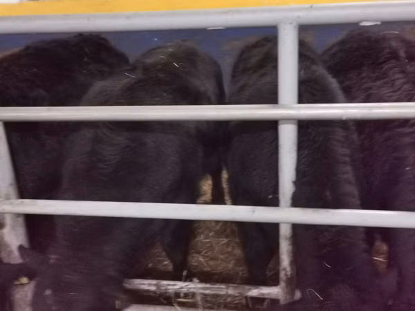 Toro, Aberdeen Angus