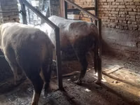सांड, Simmental cattle — फ़ोटो 8