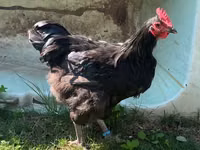 Australorp — foto 3