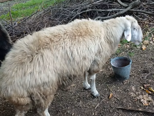 Ram, Sheep — Moldova