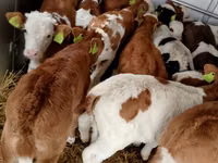 İribuynuzlu mal-qara (partiya, cinsi göstərilməyib), Simmental cattle — foto 2