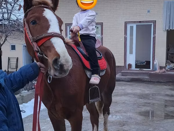 Ձի, Ձիեր — Ուզբեկստան