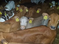 วัวตัวผู้, Simmental cattle — รูปภาพ 3
