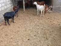 Billy Goat, Nubian Goat — photo 1