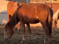 Horses (batch, sex not specified), Horses — photo 1