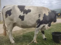 گاو نر, Russian Black pied cattle — عکس 3