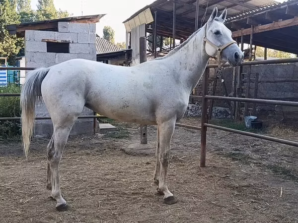 Mare, Horses — Kyrgyzstan