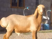 Beran, Arashan sheep — foto 2