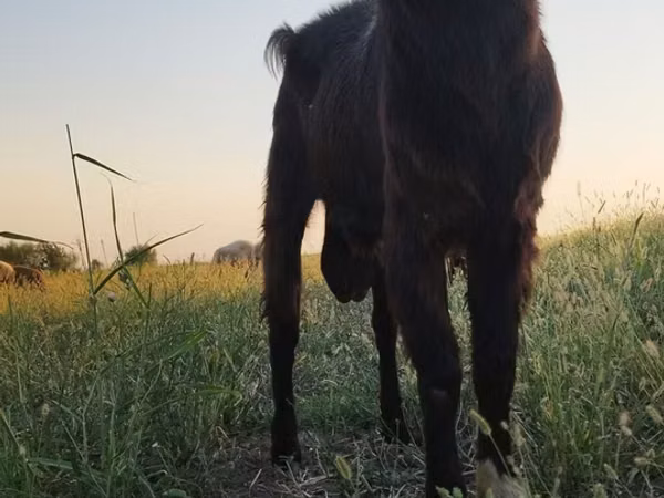 Billy Goat, Goats — Azerbaijan
