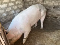 পুরুষ শূকর, শূকর — ছবি 3