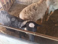 Ram, Rhon sheep — photo 3