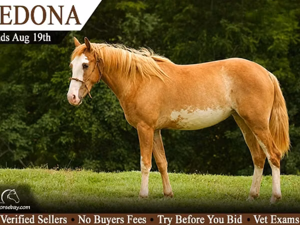 Mare, American paint horse