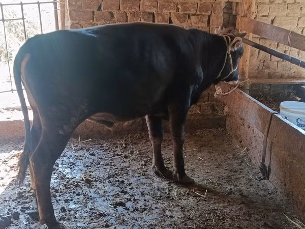 Bull, Cattle