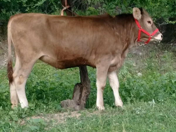 Mucca, Swiss cattle — Kirghizistan