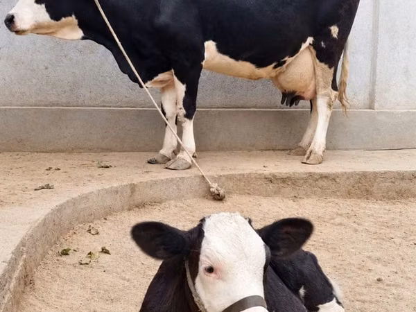 Cow, Russian Black pied cattle — Uzbekistan