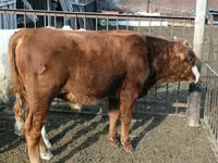 Byk, Simmental cattle — zdjęcie 3