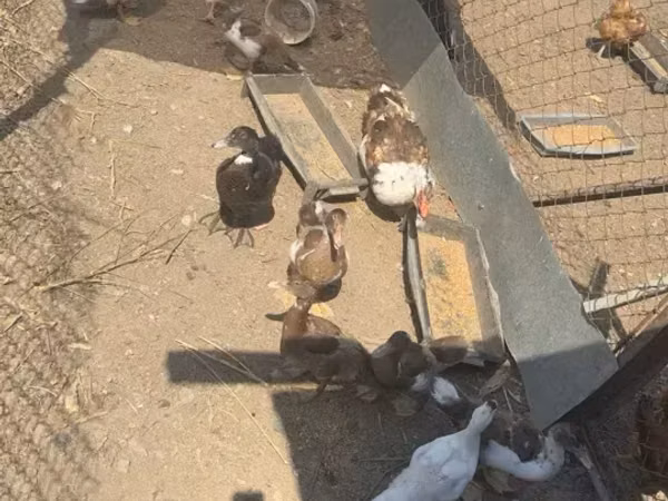 Ducks — Armeeniya