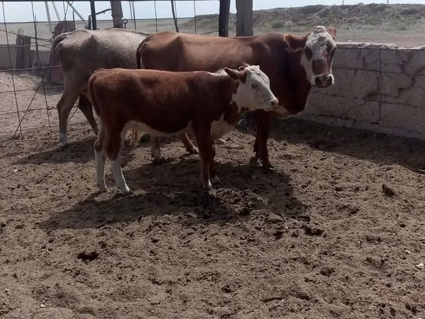 Cow, Swiss cattle — Kazakhstan