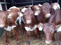 सांड, Simmental cattle — फ़ोटो 3