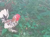 Japonský bantam — foto 4