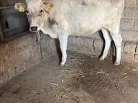 Mucca, Aberdeen Angus — foto 3