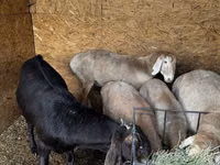 Ido, Arashan sheep — sawirka 7