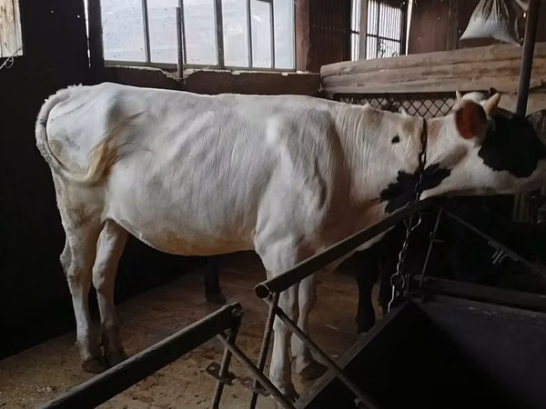 Vache, Russian Black pied cattle — Kirghizstan