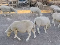 Қошқар, Ile-de-France sheep — 3-сурет