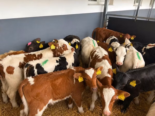 सांड, Simmental cattle