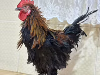 براهما — عکس 2