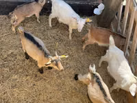 Buk, Saanen goat — foto 3