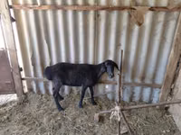 Ram, Sheep — photo 1