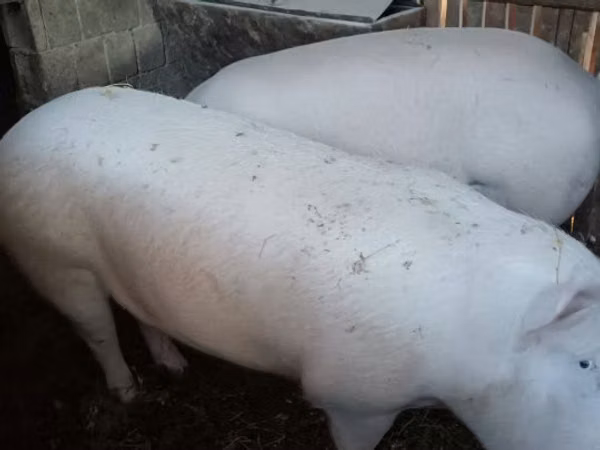 Boar, 