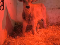 Banteng, Swiss cattle — foto 2