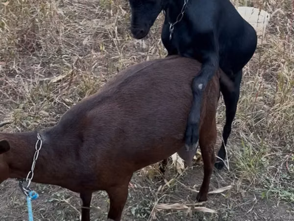 Billy Goat, Murcia-Granada goats — Moldova