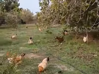 Chickens — photo 4