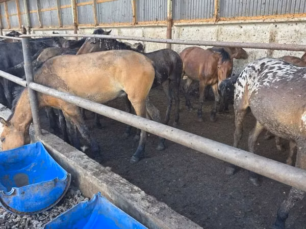 Mare, Horses — Kazakhstan
