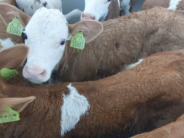 Bull, Simmental cattle