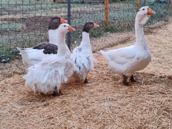 Geese — 헝가리