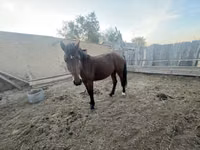Horse (M), Horses — photo 3