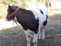 Krava, Swiss cattle — foto 6
