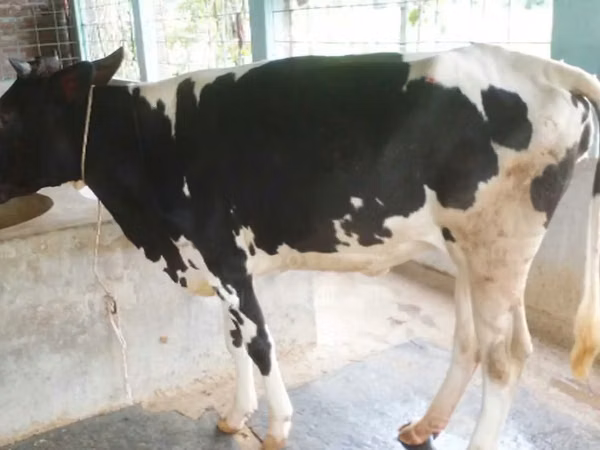Cow, Russian Black pied cattle