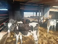 Banteng, Cattle — foto 2