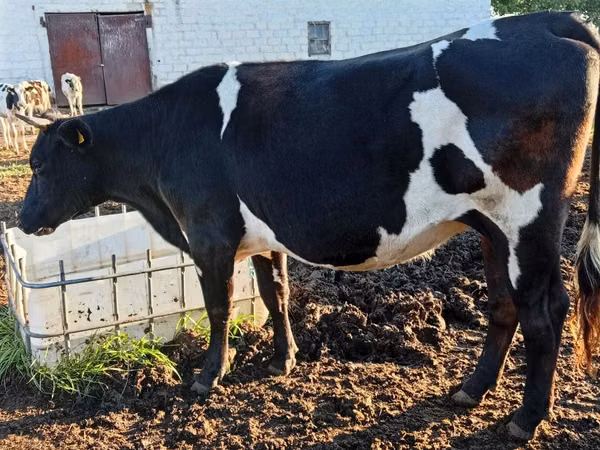 Cow, Russian Black pied cattle — Moldova